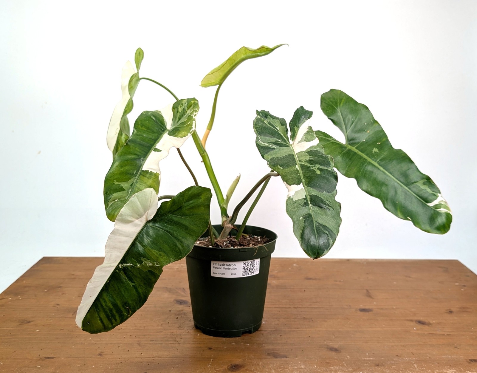 Philodendron Paraiso Verde Albo Mutation – Exact Plant #26A – 6″ Pot
