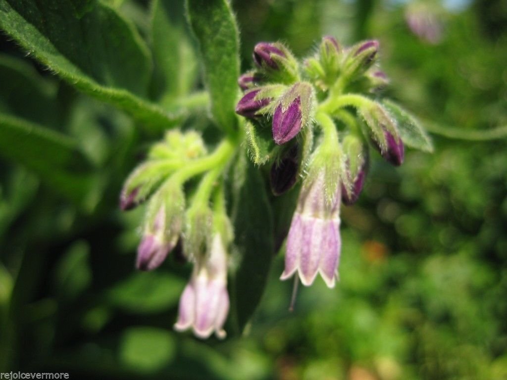 Russian Comfrey Live Root Cuttings – Bocking 14 Cultivar