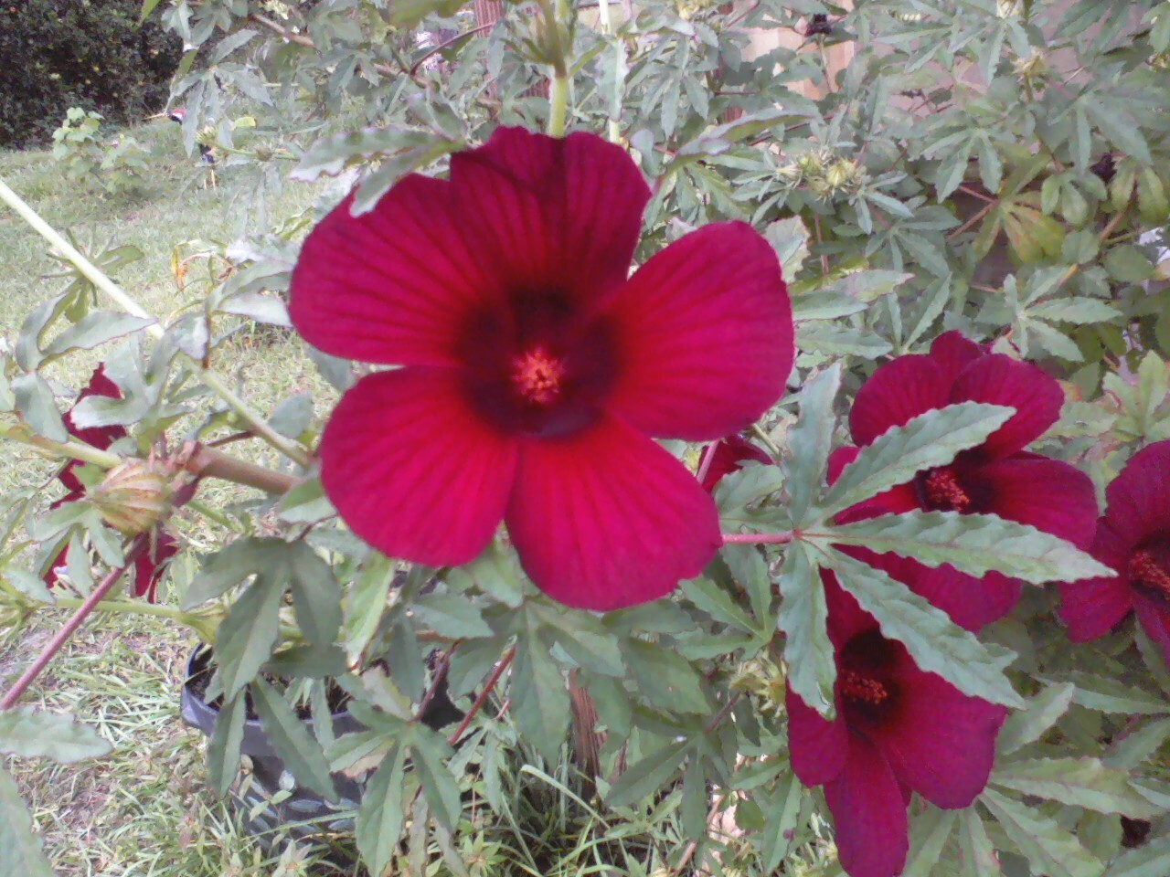 One Dozen Seeds: October Roses, Monarch Rose Mallow, Ruby Hibiscus