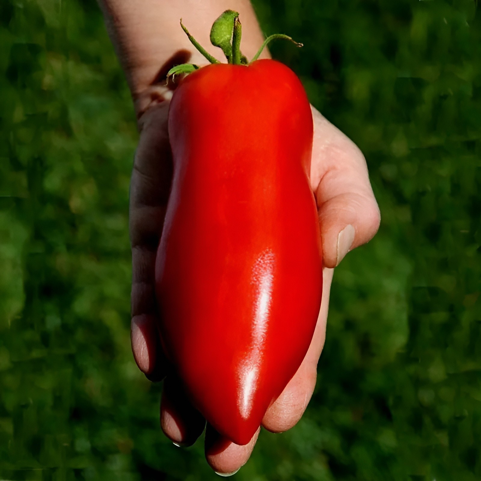 100 Heirloom Super Italian Paste Tomato Seeds – High Yields 6-10oz Indeterminate