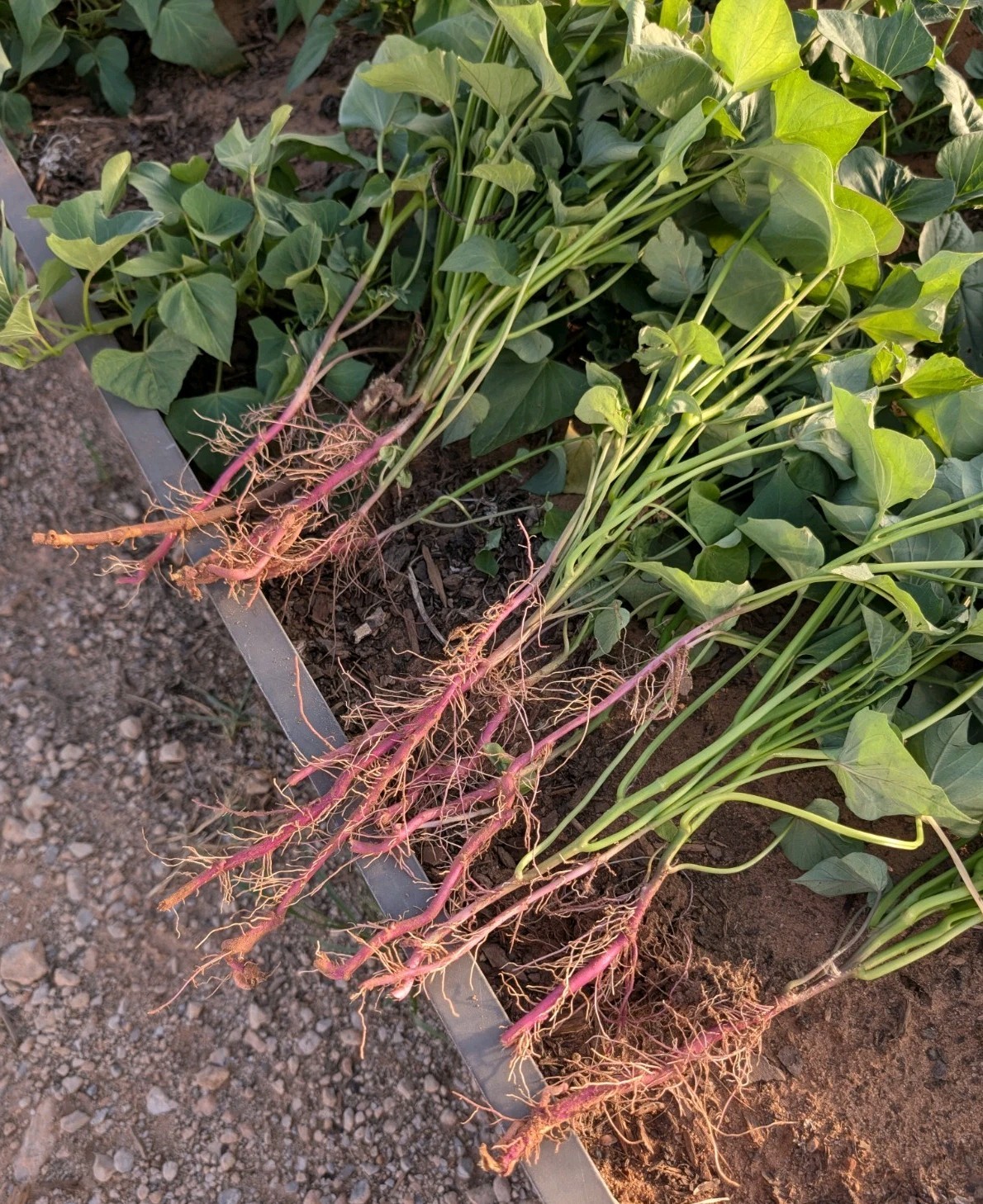 Japanese Sweet Potato Slips Rooted From Soil Reddish-pink Skin Yellow Flesh