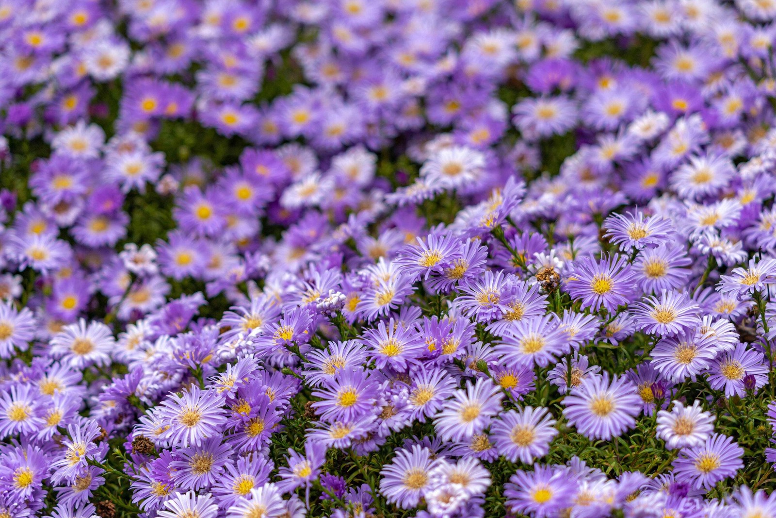 100 Purple NEW ENGLAND ASTER Novae var Angliae Michaelmas Daisy Flower Seeds