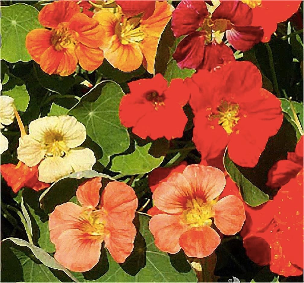 Pollinator Friendly Nasturtium Seeds Long Blooming Season Low Maintenance
