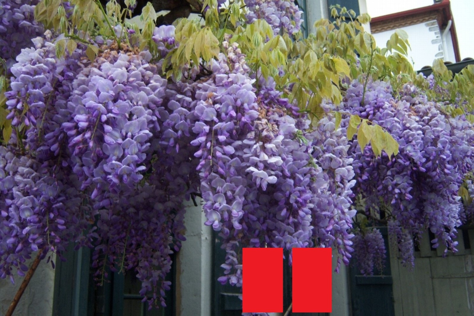 Wisteria frutescens ‘Amethyst Falls’, grafted 1 year old plant