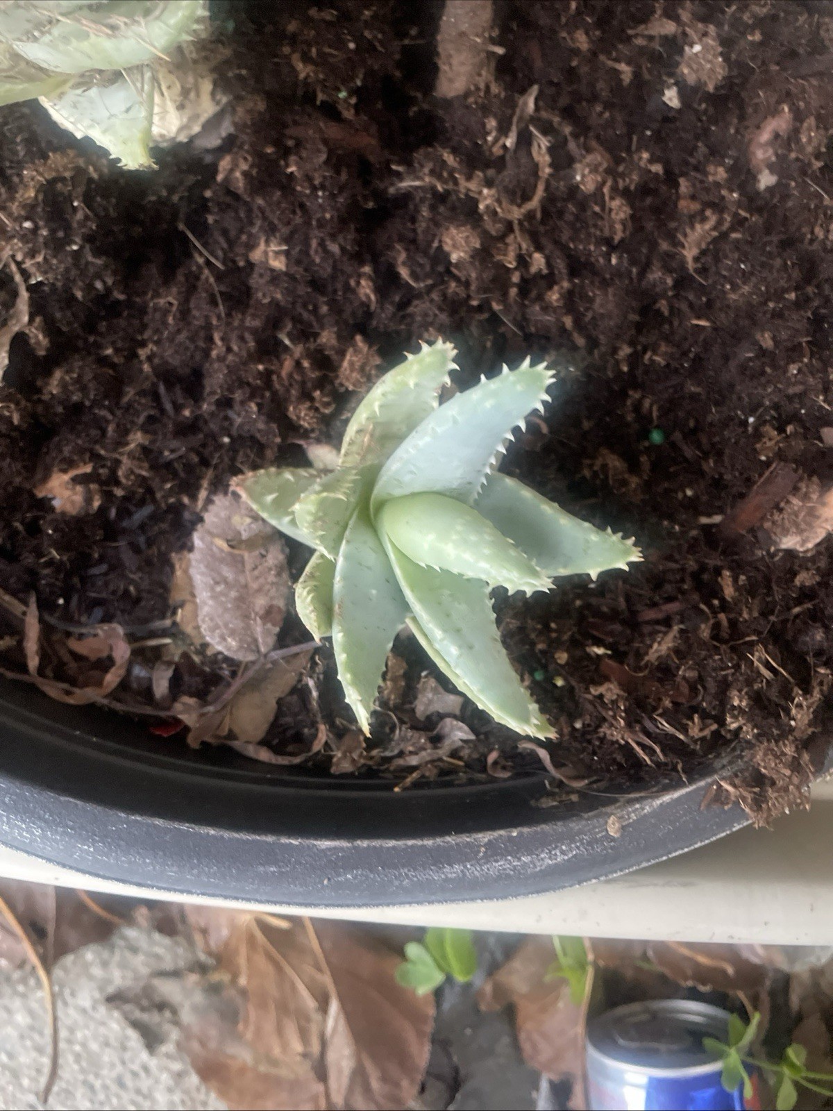 2 Aloe Brevifolia Short Leafed Plant 4″ Pot Size Crocodile Pattern
