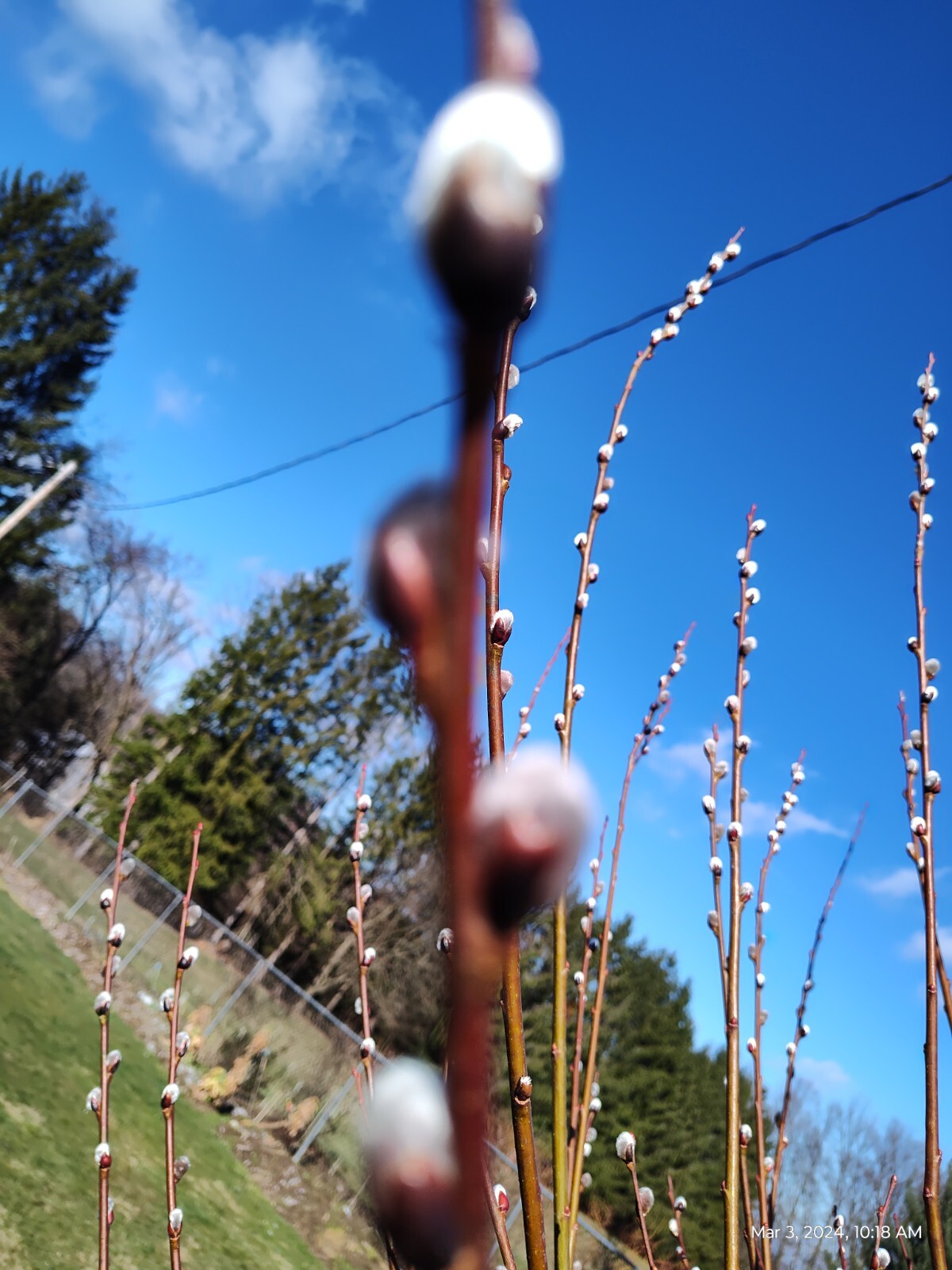Salix discolor 25 Pussy willow Cuttings No Roots Make Your Own Plants 5 to 7 in