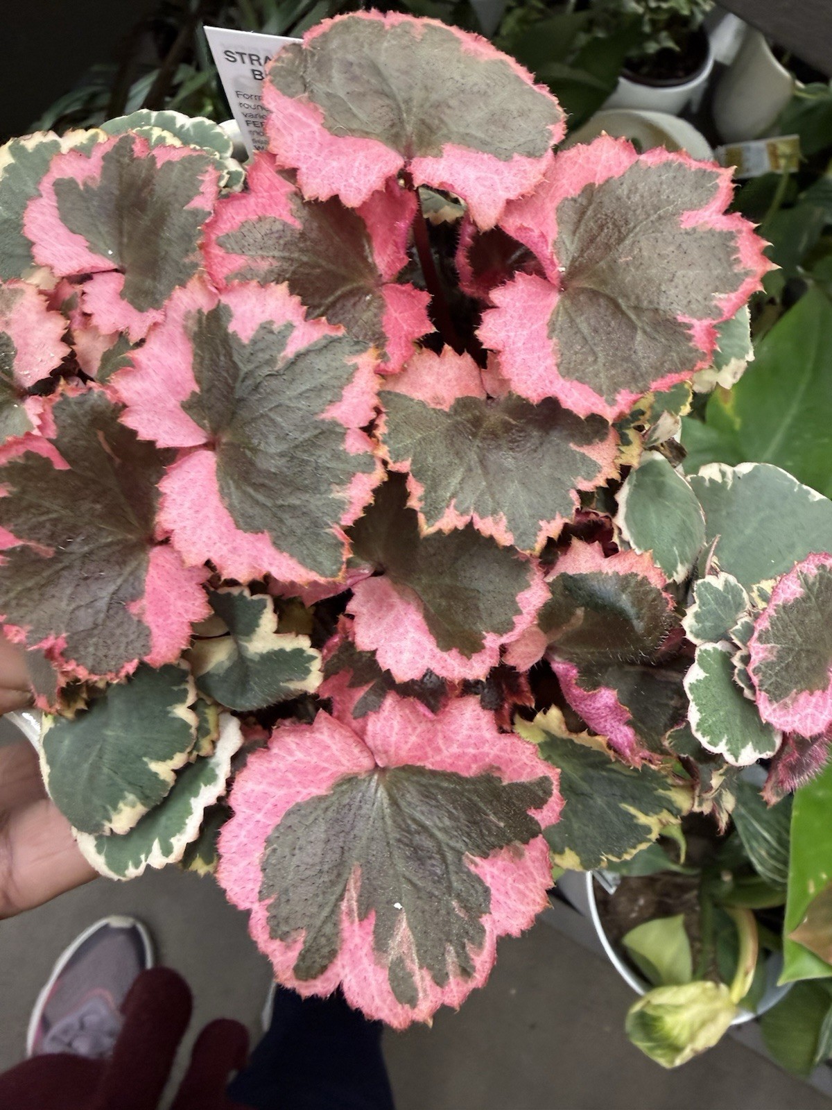 Begonia Stawberry