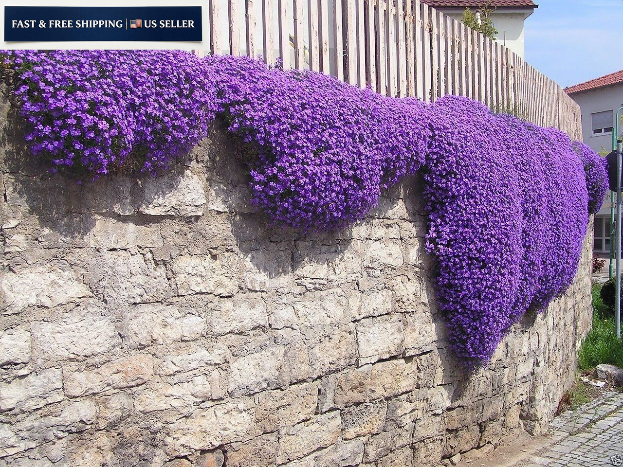 250 Aubrieta Seeds – Cascade Purple Flower Seeds, Perennial, 1 SET, Brown
