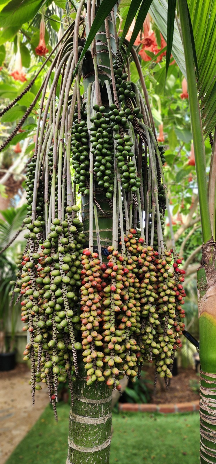 California Grown Kentia Palm Seeds, pack of 50, Howea Forsteriana