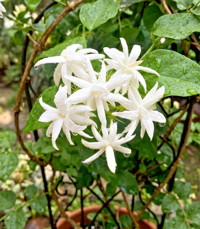 Belle of India Jasmine Plant 4″ Pot – Double Jasminum Sambac Intensely Fragrant