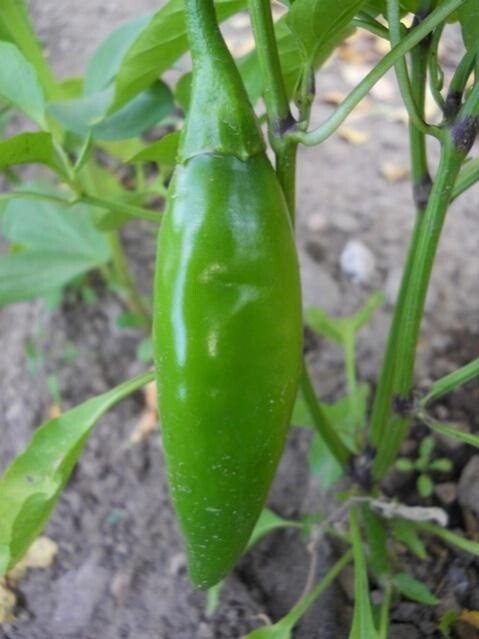 RARE✿ Heirloom Turkish Balik Hot Pepper 15 Seeds ●Great for Pickling