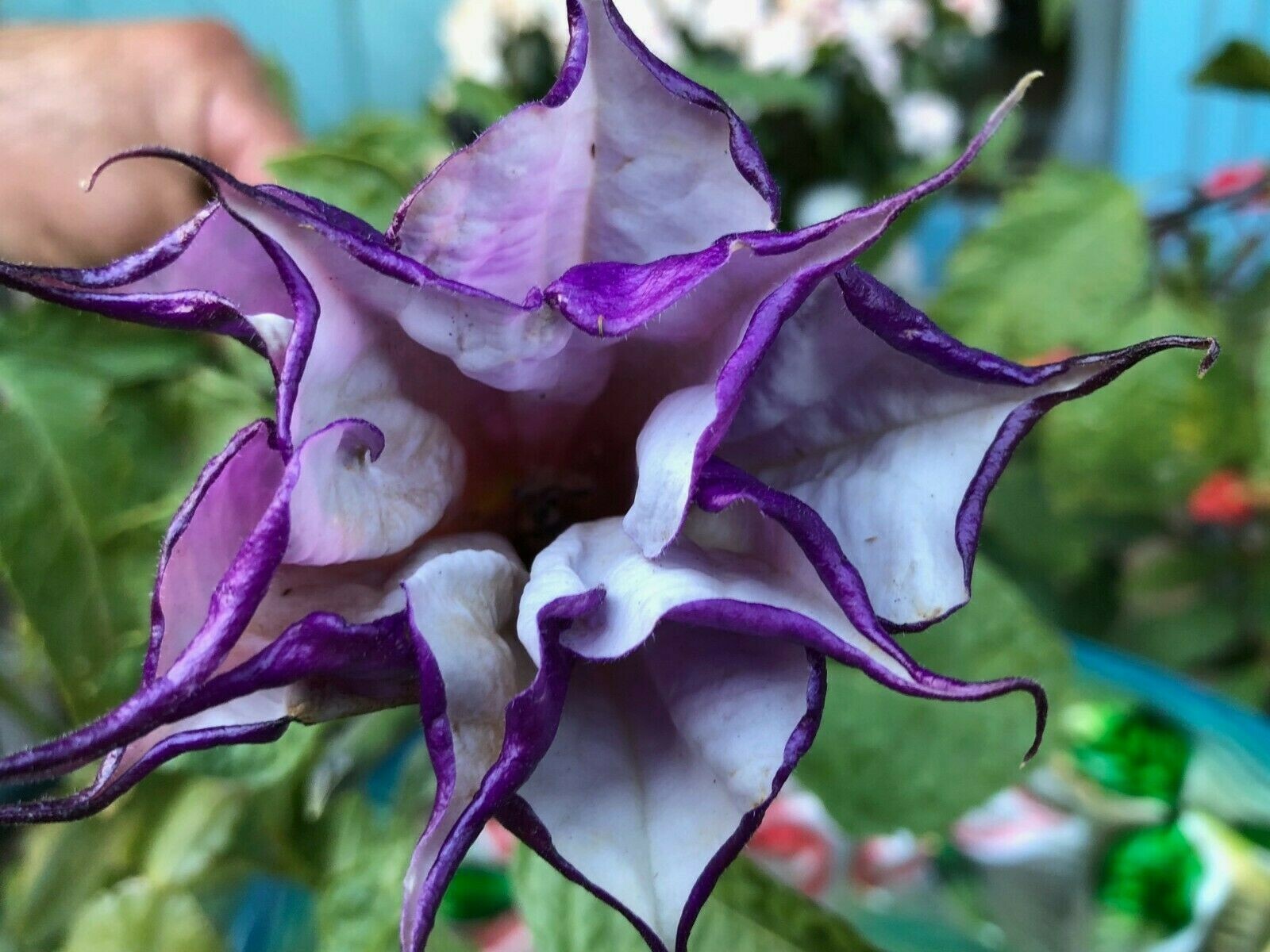 PURPLE DATURA FLOWER 4″ POT