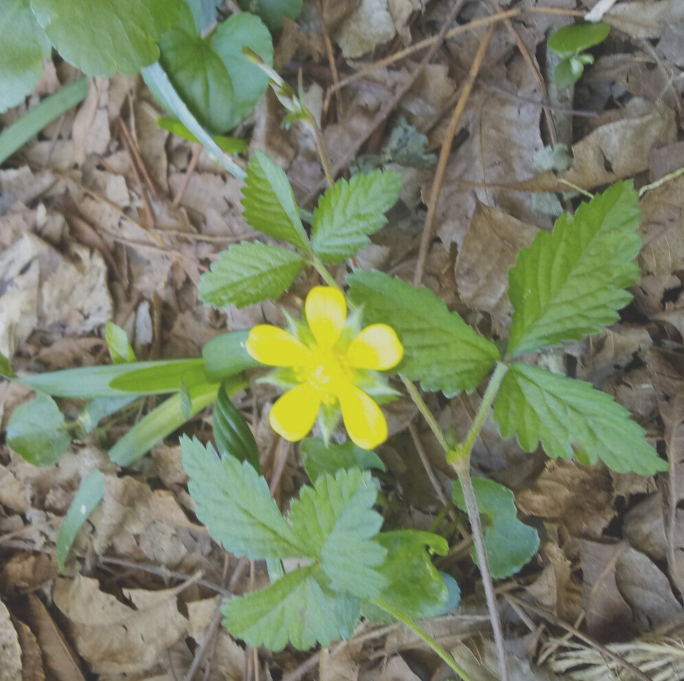 Wild Strawberry/Indian Strawberry ( Duchesnea indica) Ground Cover- 2 Plants