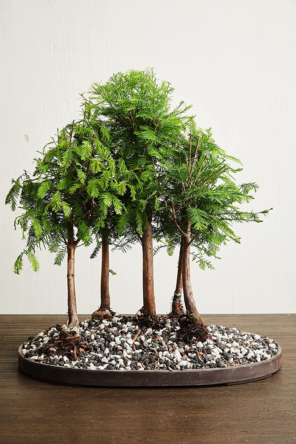 Pumice for Plants, 2 Quarts Bag, 1/4” Particle Size