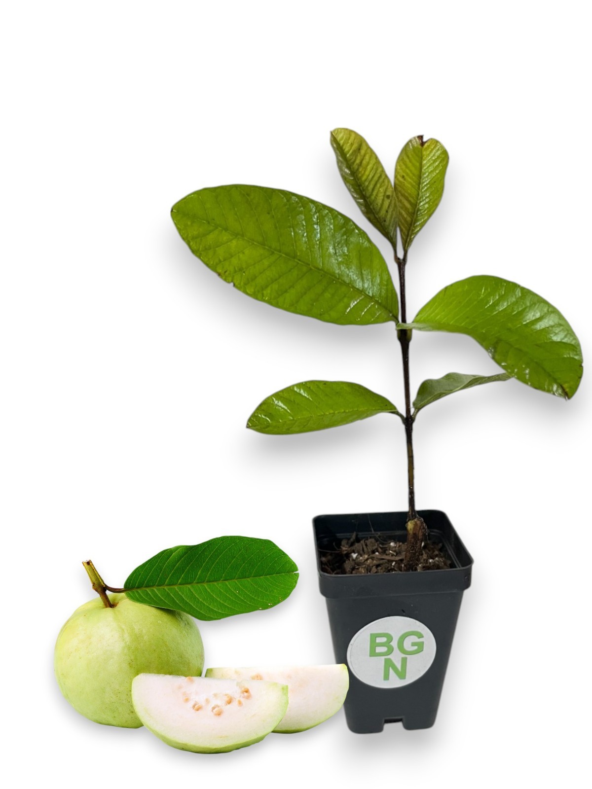 Peruvian White Guava Tree – Psidium Guajava – White Guava Plant