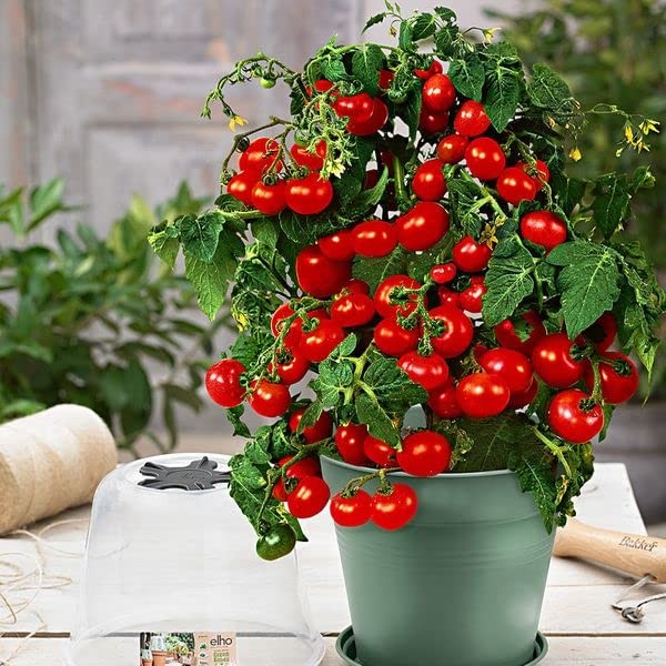 – 40+ Seeds Indoor Dwarf Tomato Year-Round – Vegetable Red