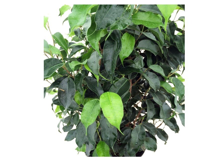 Wintergreen Weeping Fig Tree in 8″Pot Indoor Ficus. Home/Office Decor Great Gift
