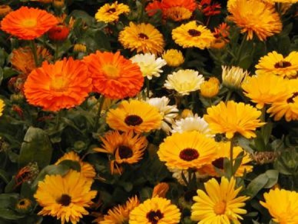 CALENDULA PACIFIC BEAUTY MIX 50 FRESH SEEDS FREE SHIPPING