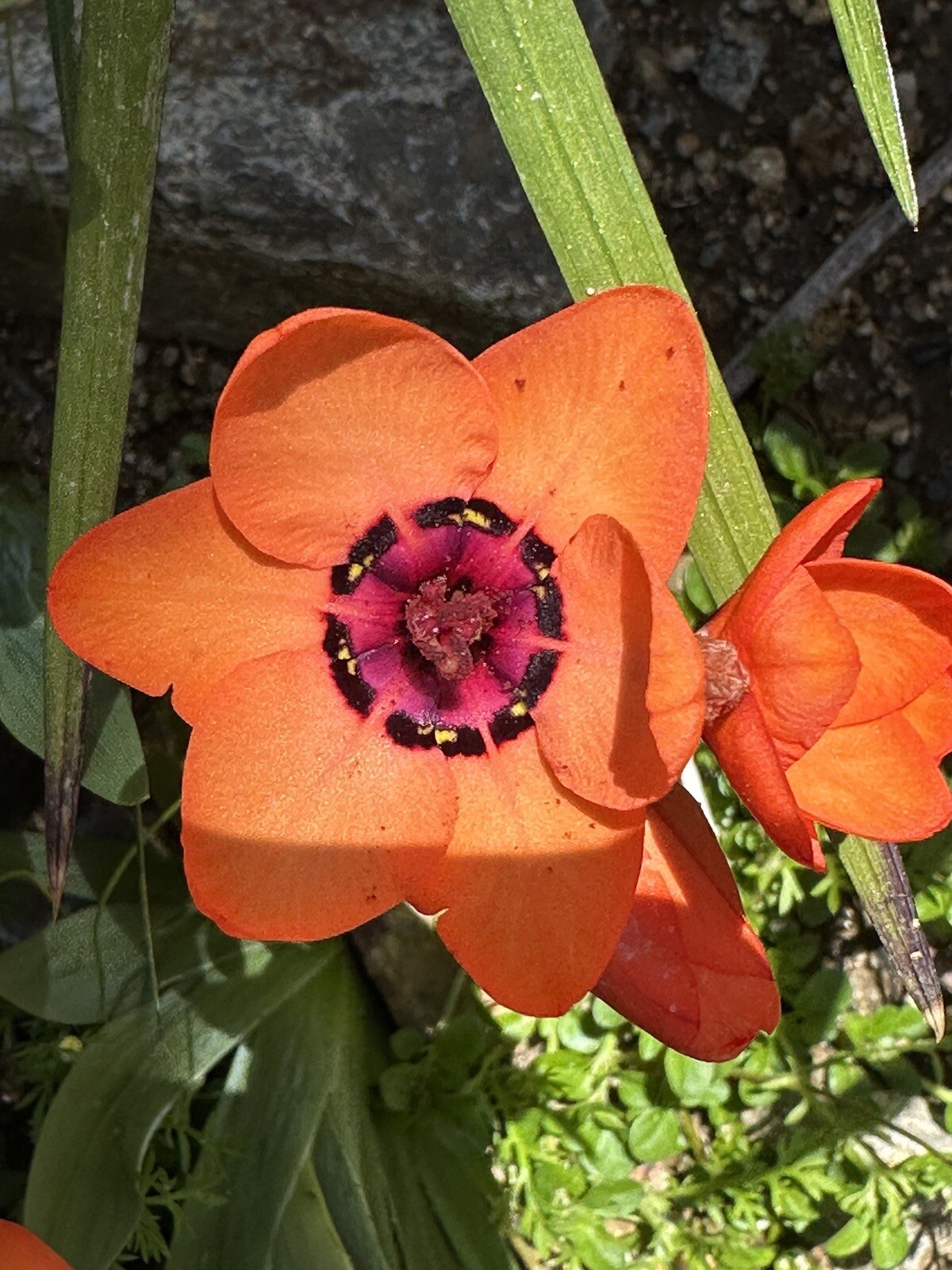 SPARAXIS Elegans rare 10 fresh 2024 harvested seeds Winter / spring Flowers
