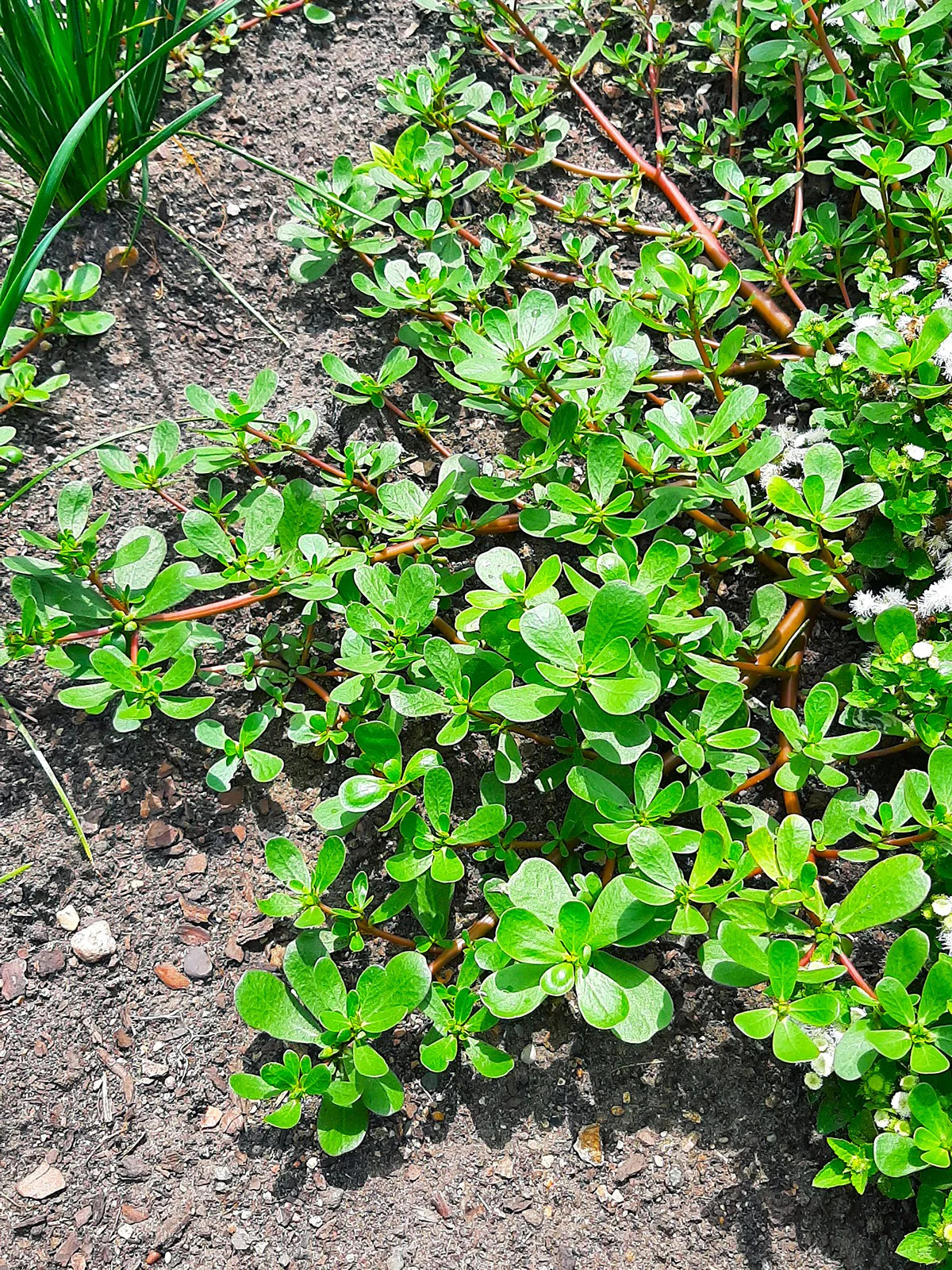 Green Purslane Seeds | Portulaca Oleracea Lettuce Weed Seed 2024 Free Shipping