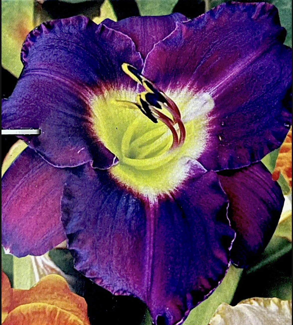 Assorted Colors Daylily (1) Plant Shade Tolerant Perennial