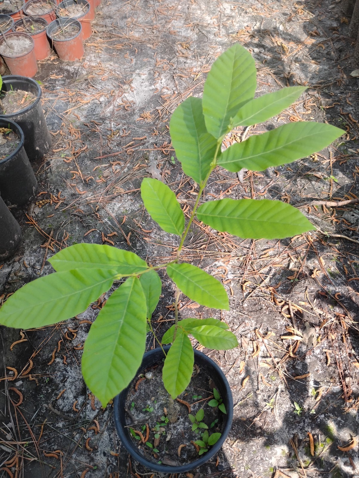 Chinese Chestnut Tree, 1 Gallon Pot.