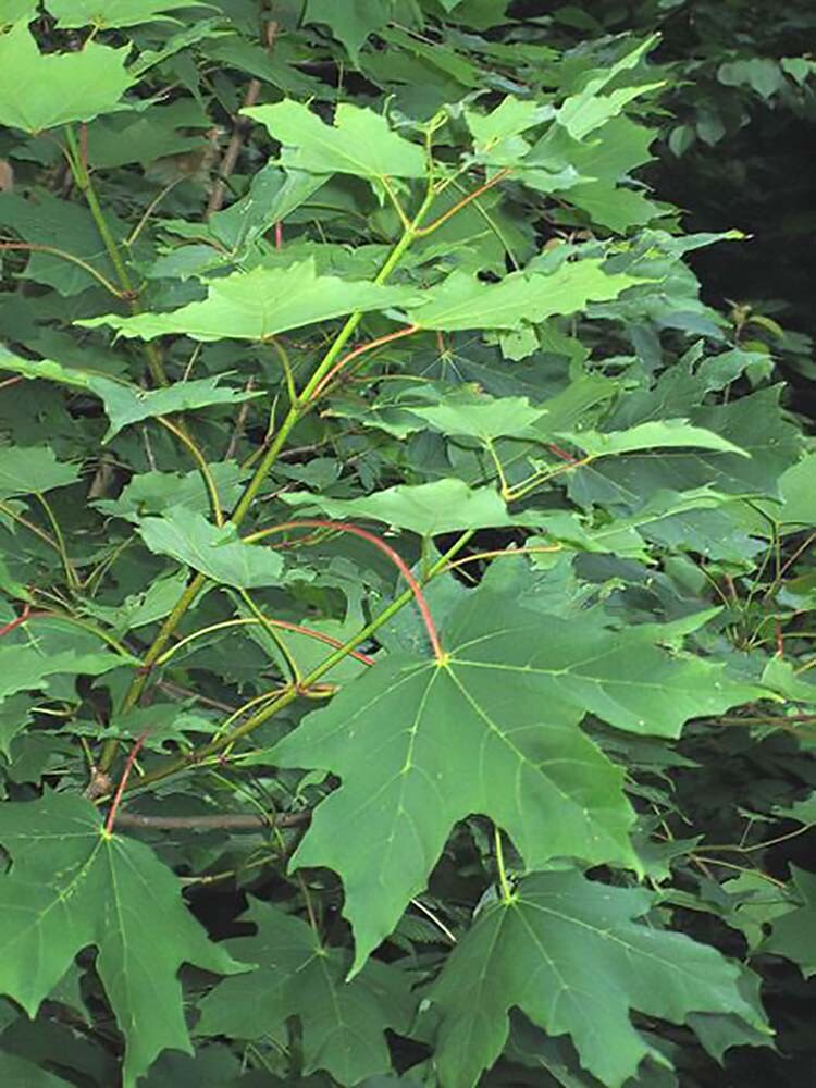 Sugar Maple, Acer saccharum, Tree Seeds (Fall Colors, Hardy)