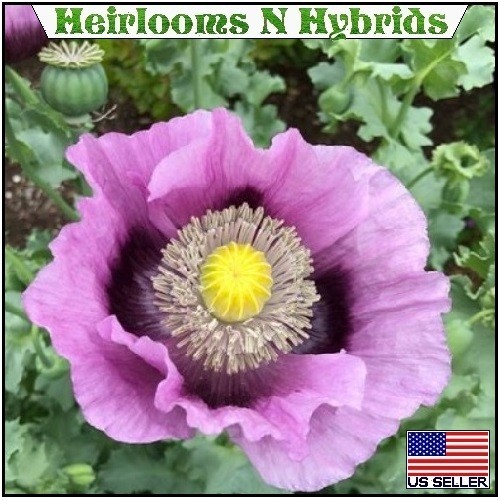 20,000 Hungarian Poppy Seeds Stratified Papaever Somniferum Import For Planting
