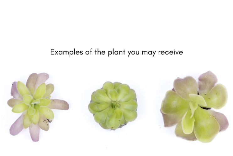 Mexican Butterwort Pinguicula – Live Carnivorous Plant Grower’s Choice
