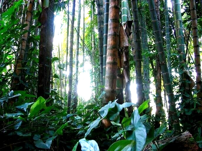 10 Giant neotropical bamboo seeds – Guadua Angustifolia -(Gua Duo Zhu Bamboo )