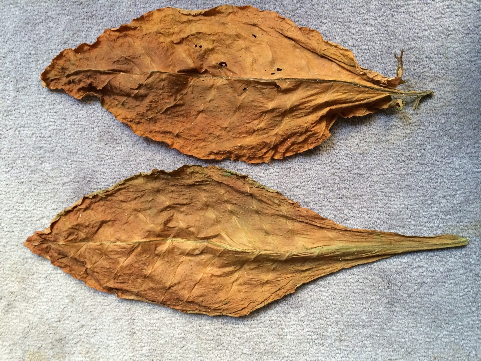 Virginia Gold Tobacco 3000+ seeds Fresh 2023 Crop Growing Instructions Included