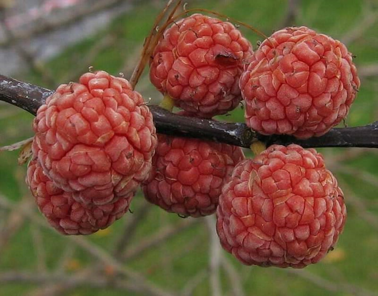 2-3 ft. Che Seedless plant, Chinese Mulberry 1 year old, grafted, Cudrania