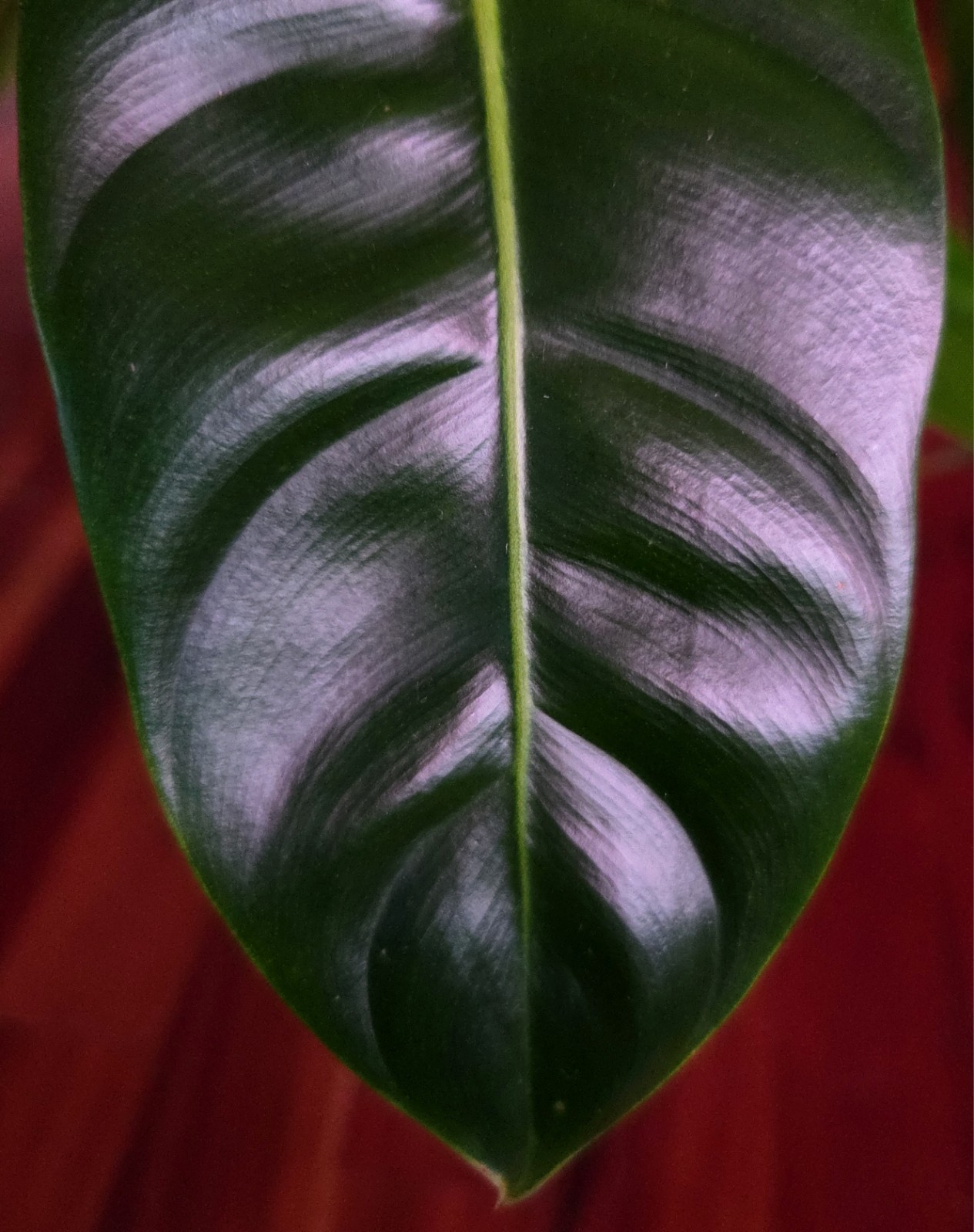 Rare Philodendron Patriciae X Esmeraldense Narrow 22″ Tall No Anthurium Monstera