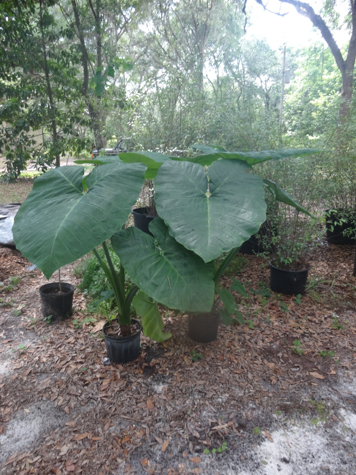 Mary’s Giant Colocasia / Elephant Ear / Taro – 1 Gallon Size