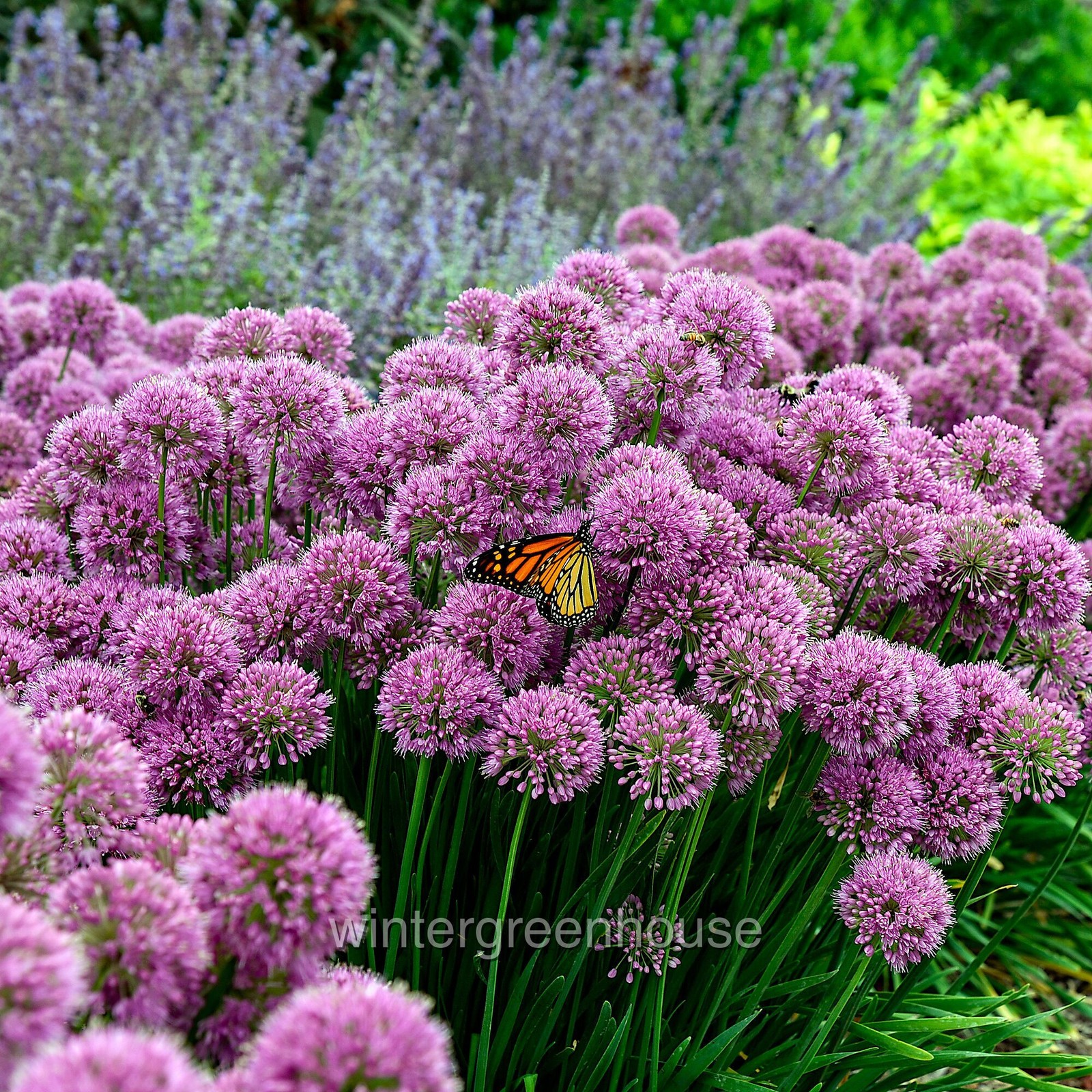 Allium, Serendipity, Ornamental Onion, Container Size: 4.5″