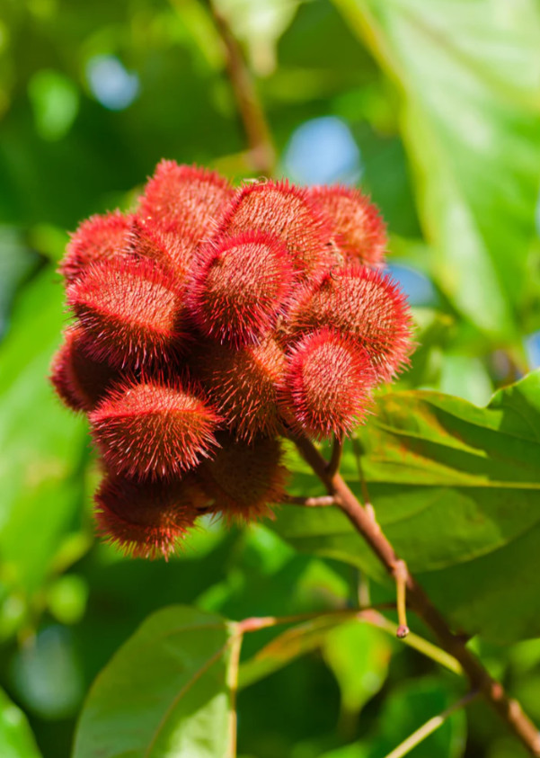 Semillas Achiote, Puerto Rico, Annatto Seeds, Bixa Orellana, Lipstick tree