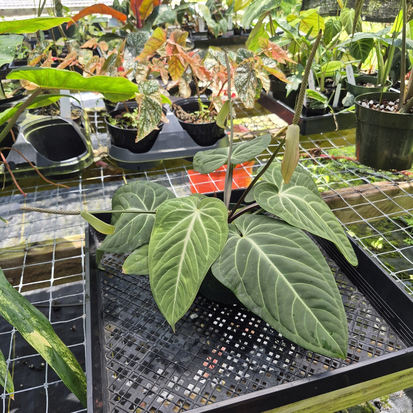 Anthurium Villenaorum, Exact Plant Ships Nationwide