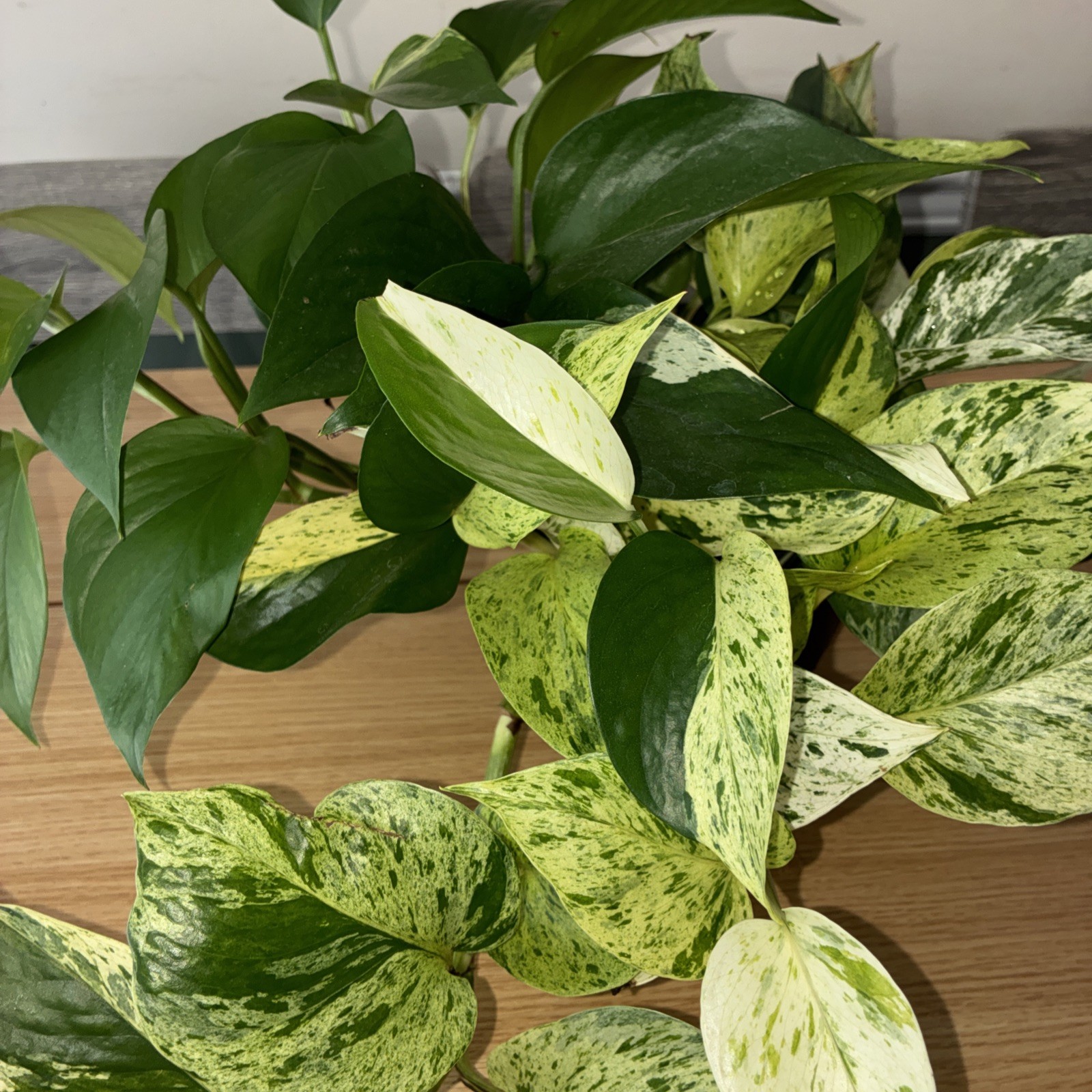 Pothos Marble Snow Queen stripe snow white Vine live plant 6″pot