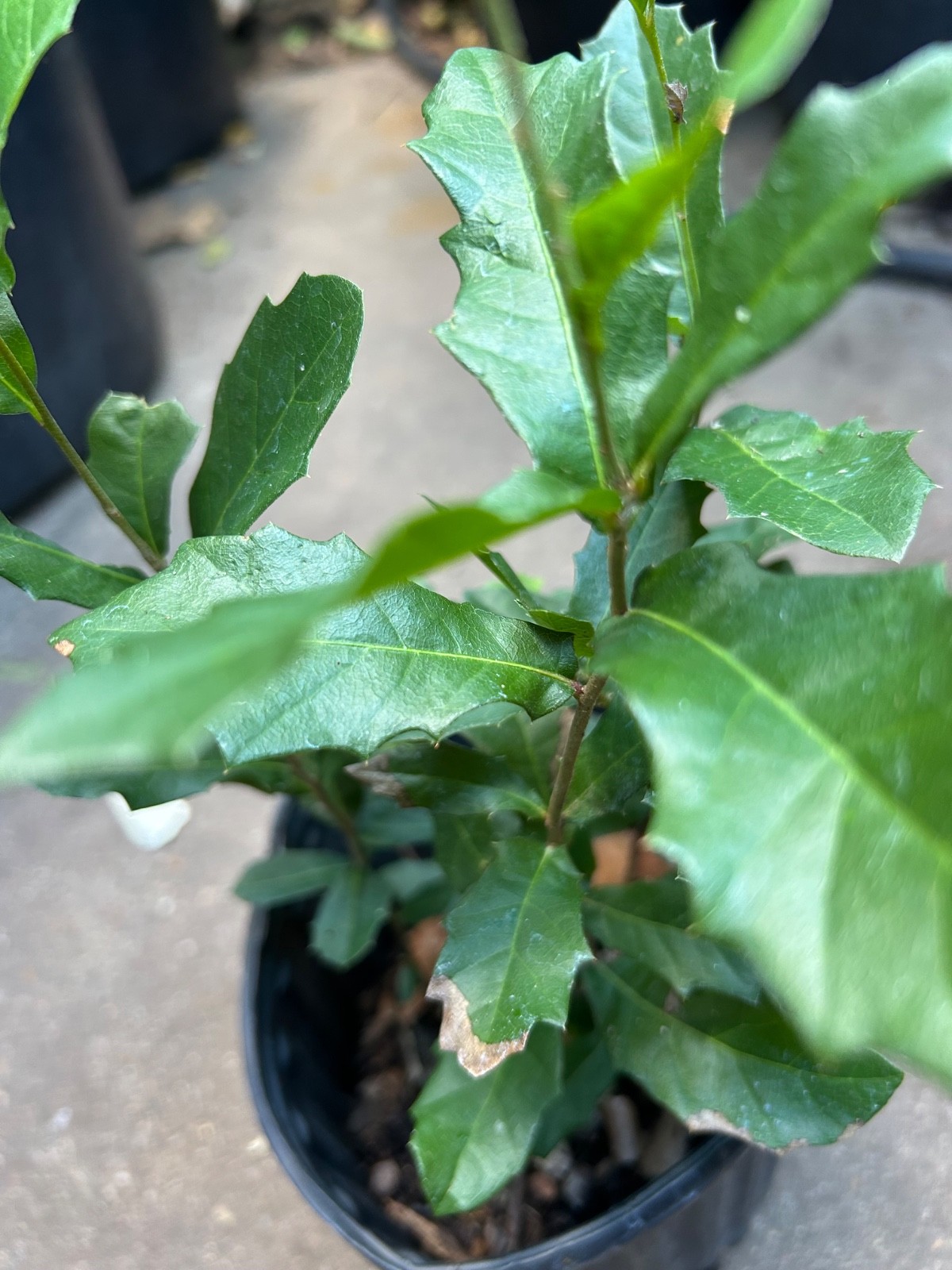 10 LIVE OAK ACORN Seeds For Planting