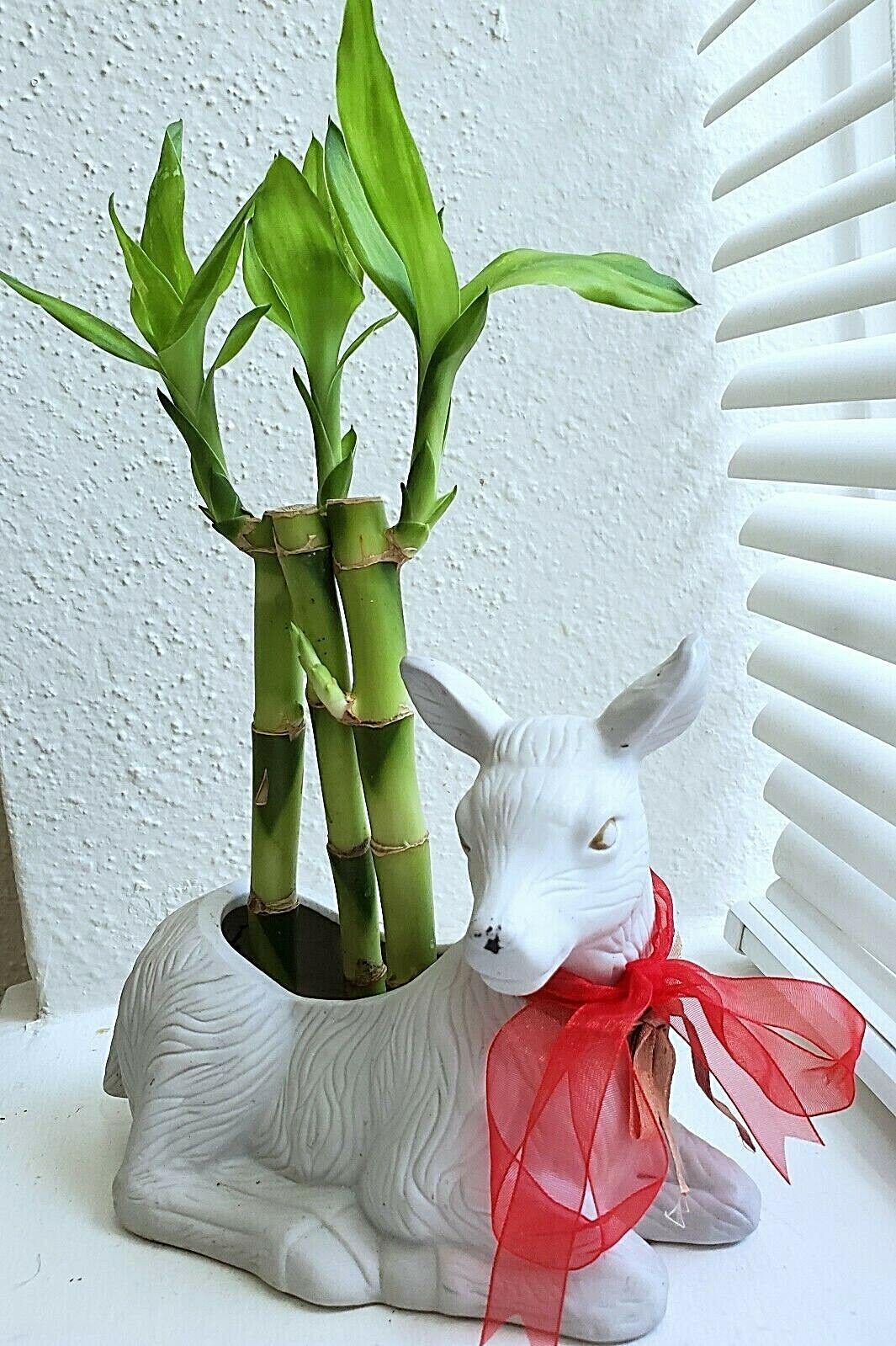 4″ 6″ 8″ Lucky Bamboo Plants – 3 Stalks, Feng Shui, GIFT