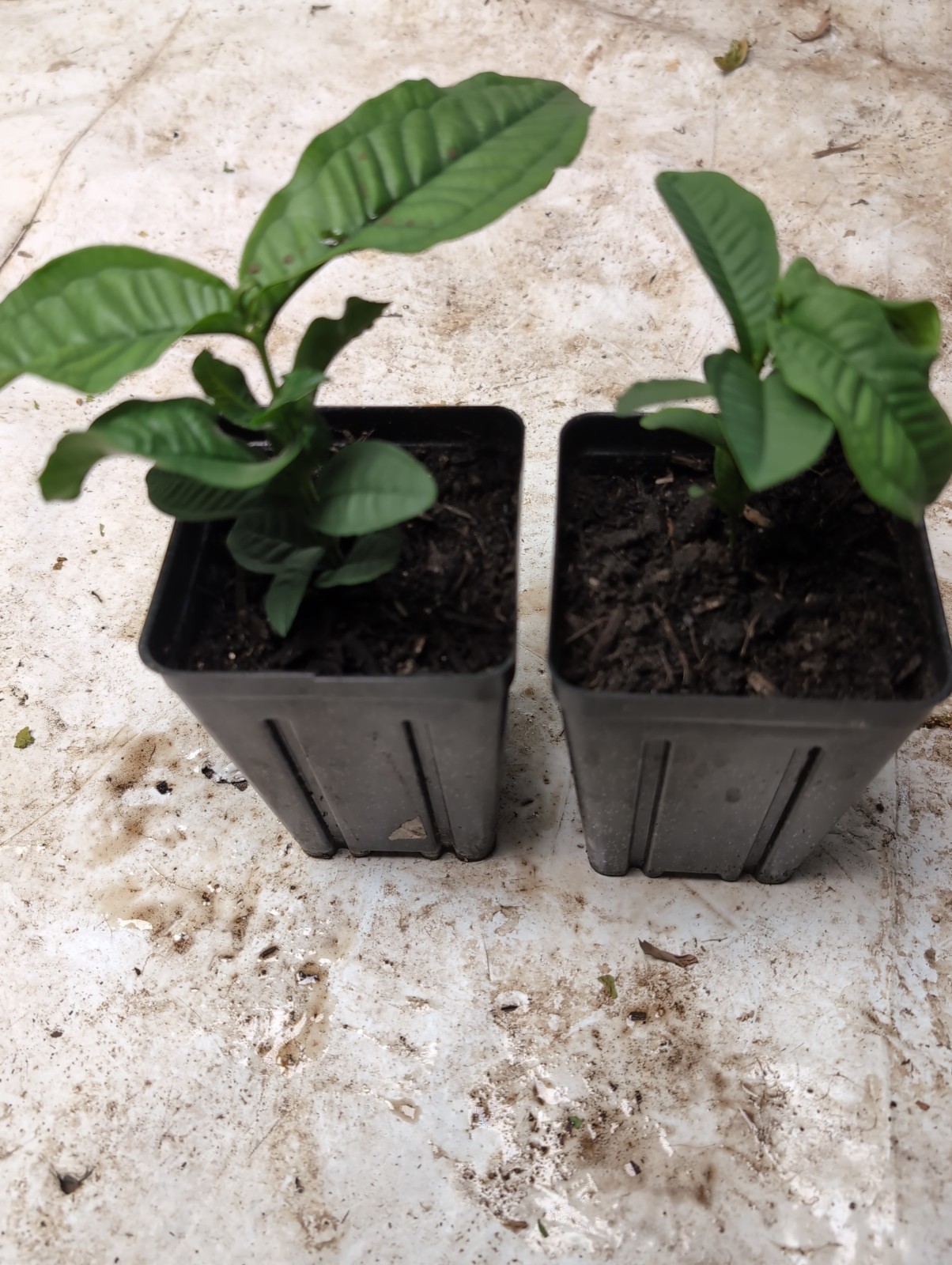 Syzygium Aqueum – “Jambo Branco” (White Water Apple) – Tropical Myrtaceae
