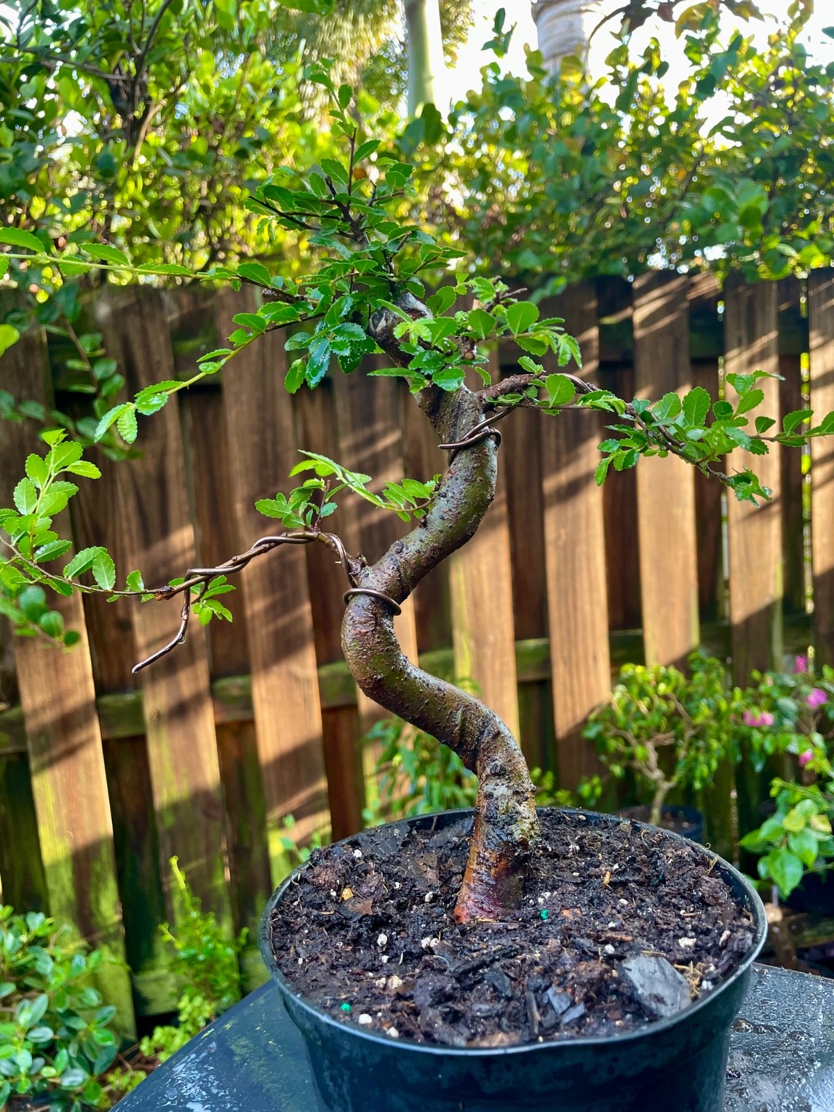 CHINESE ELM Pre-Bonsai /Bonsai S Tree Cold Hardy / Tiny leaves 5 years old