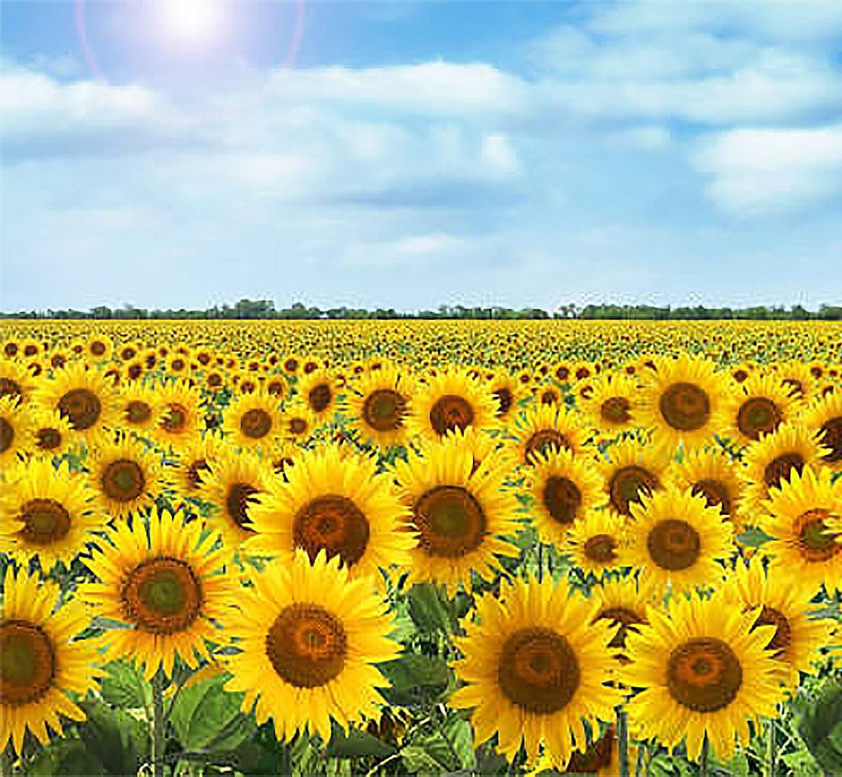 Double Sun Sunflower Seeds Plants Grow Up To 6 Feet Garden Planting Floral