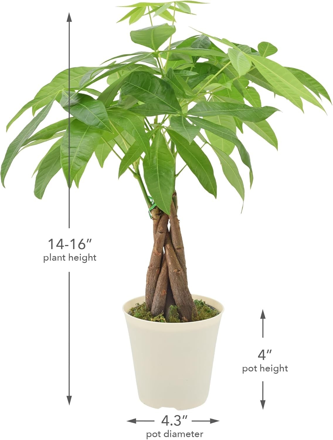 Live Braided Money Tree Pachira Aquatica Indoor Houseplant in Arcadia Garden …