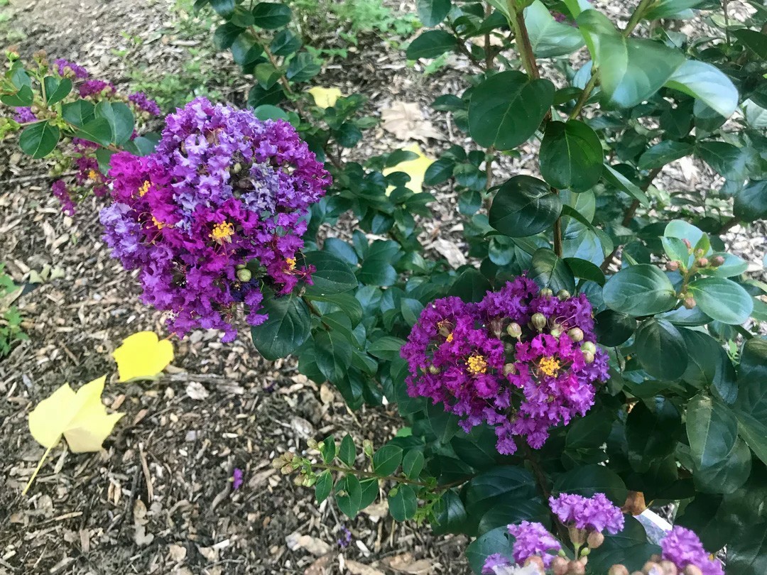 Lagerstroemia indica Purple Velvet | 50_Seeds