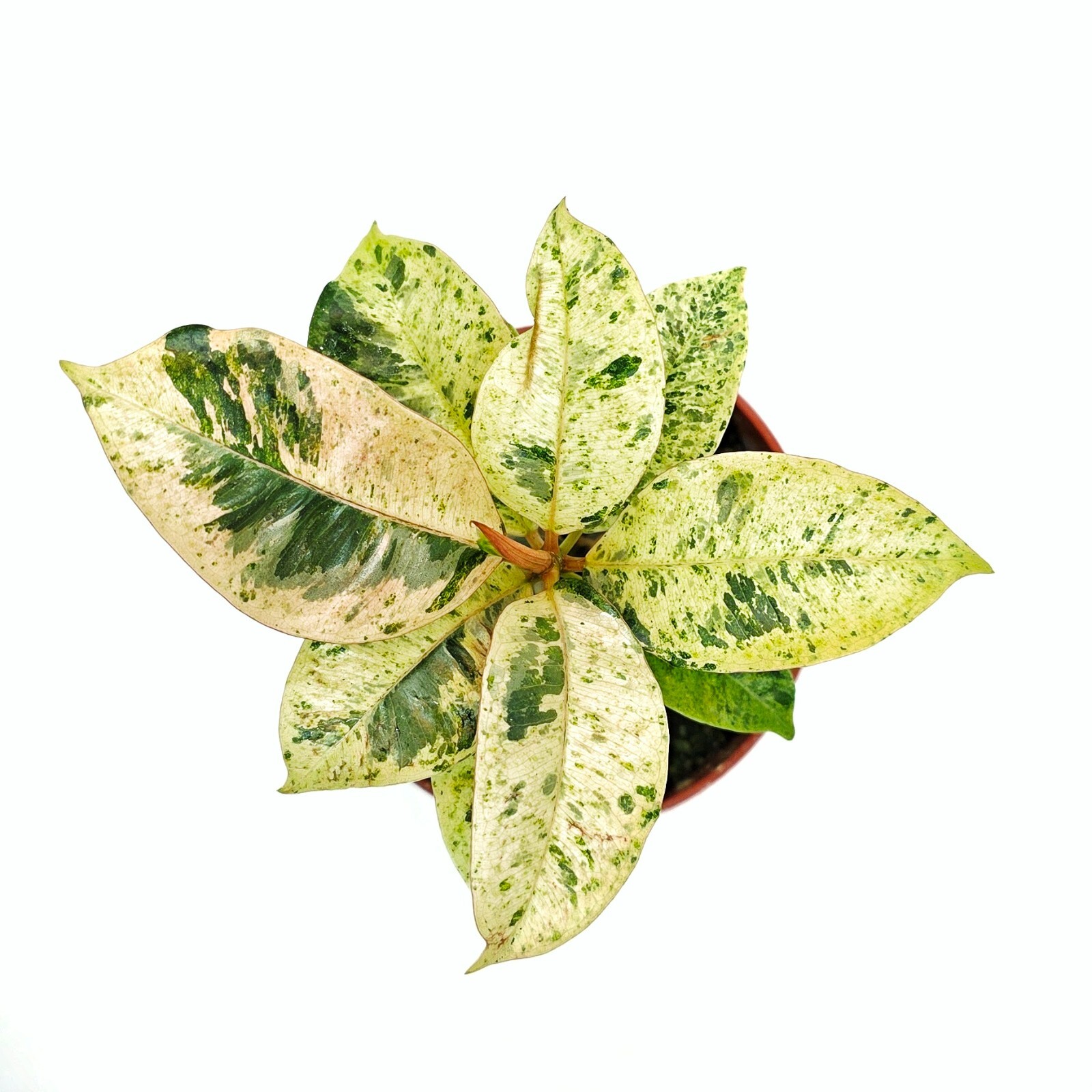 Ficus Shivereana Moonshine Variegated live plant ,Ficus Marble- in 4″ pot – CA