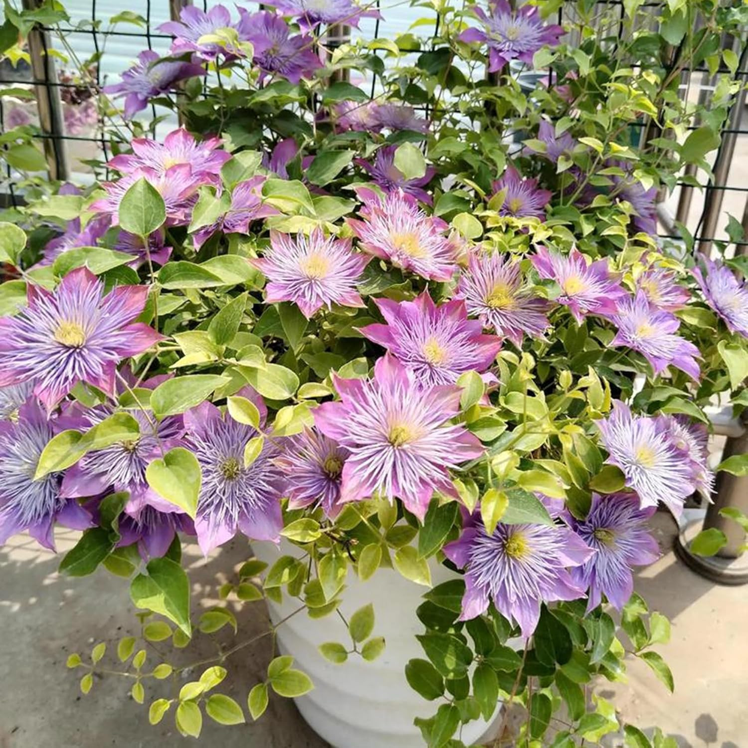 Mixed Clematis Seeds for Planting, 198Pcs Vine Perennial Climbing Clematis Flowe