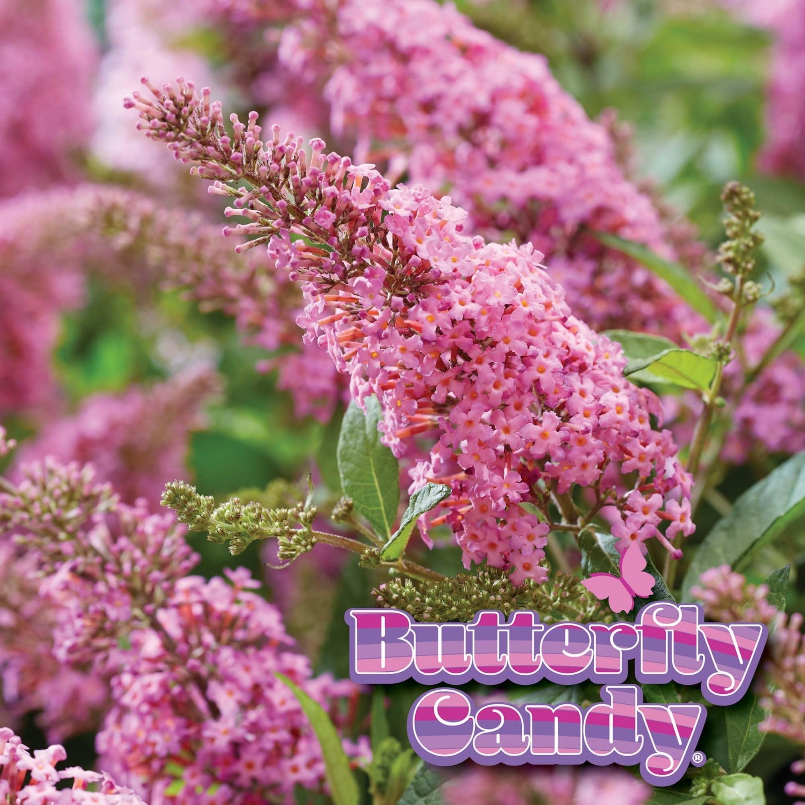 Pink Flowering Butterfly Bush – Live Shrub in 1 Gallon Pot | Compact Pollinator