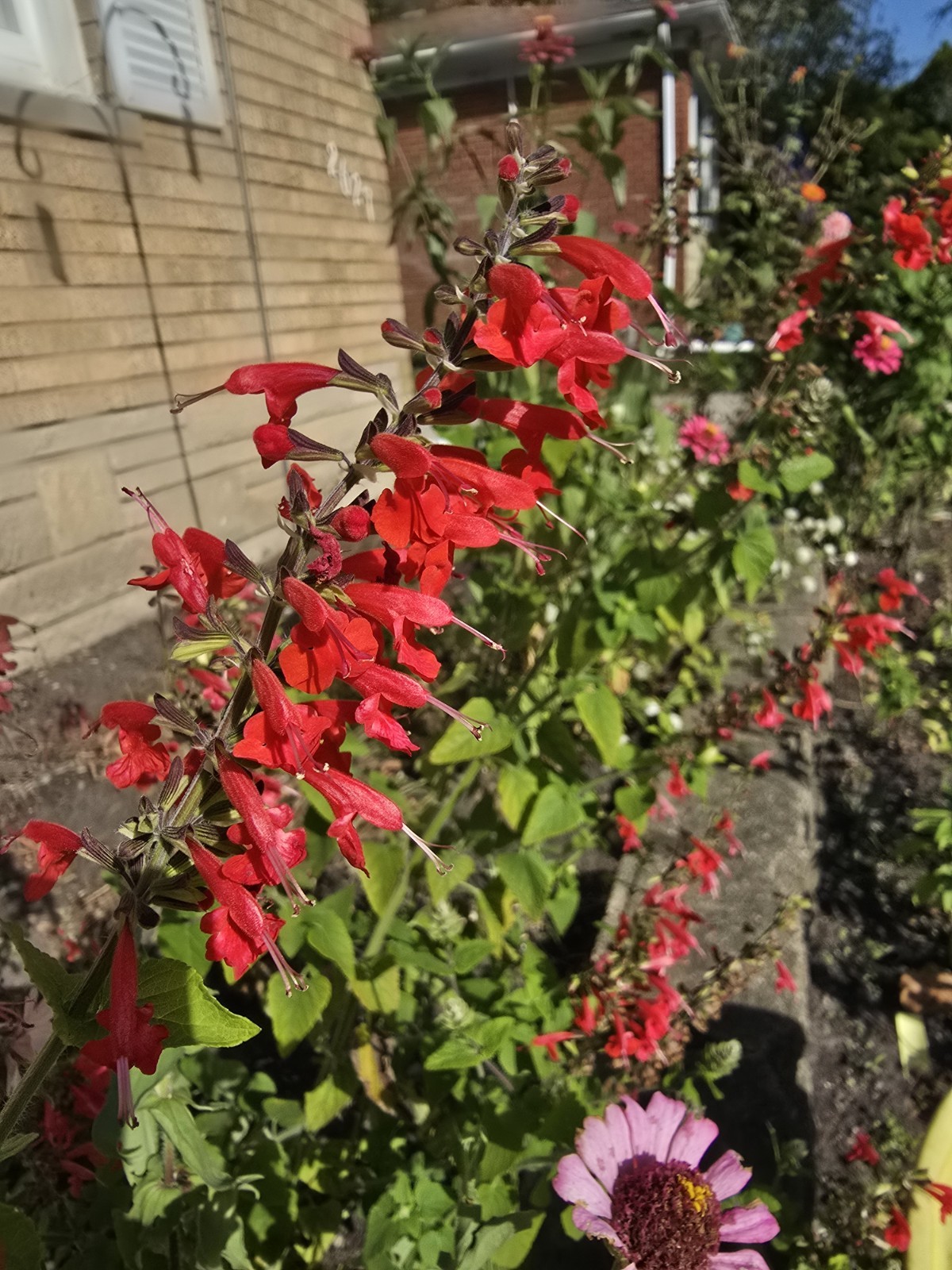 Pineapple Sage Seeds 10 Organic Seeds *FREE SHIPPING*