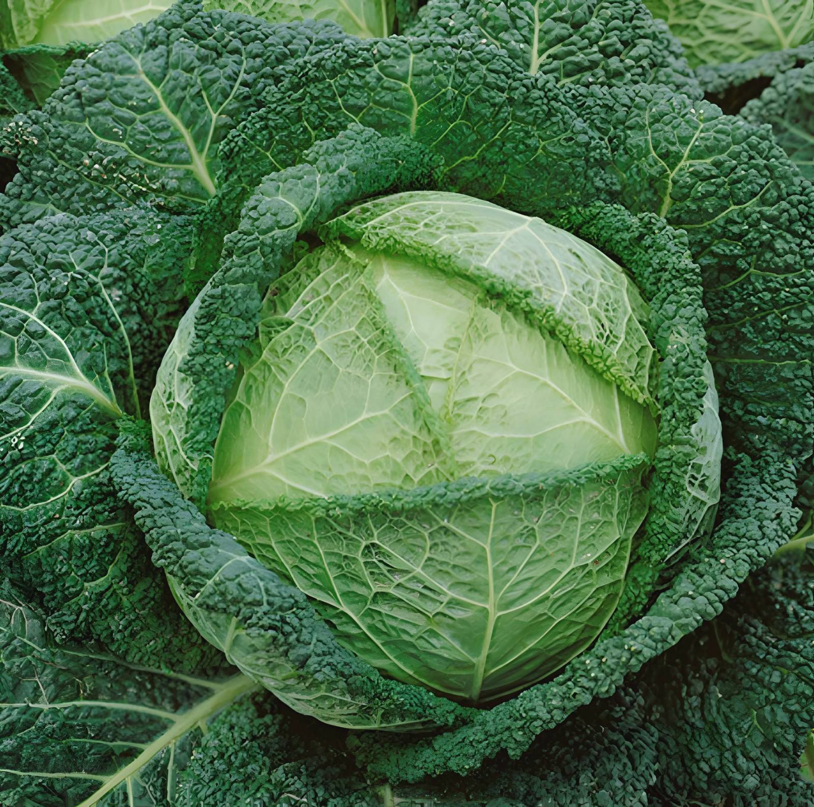 500 Savoy Cabbage – Non-GMO Heirloom and Vegetable. Fresh.